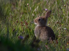 Baby-Kaninchen