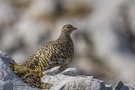 Alpenschneehuhn Lagopus mutus / Henne