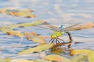 Emperor dragonfly and...