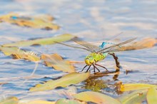 Emperor dragonfly and...