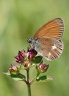 Rotbraunes Wiesenvögelchen, Coenonympha glycerion