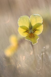 Galmeiveilchen im Gegenlicht