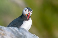 Puffin