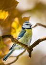 Blaumeise im schönsten Licht