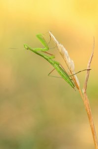 Mantis religiosa