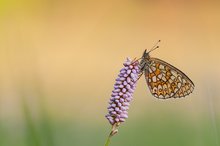 Randring Perlmutfalter mit Freiraum