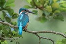 Junger Eisvogel im Baum