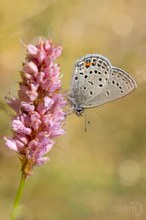 Hochmoor-Bläuling (Plebejus optilete)