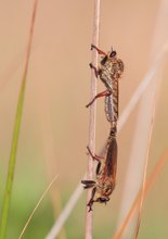 Paarung der Berserkerfliegen