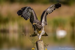 Butterblume an Wespenbussard