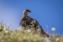 Alpenschneehuhn Lagopus mutus /Hahn