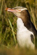 Gelbaugenpinguin