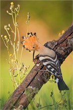 Hoopoe