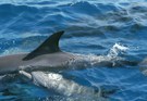 Delphinmutter mit Kalb; Karibik