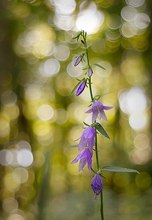 Waldglockenblume eingekreist