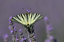 Segelfalter auf Lavendel