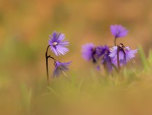 Troddelblume