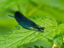 Calopteryx virgo