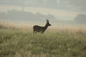 Kurtz nach Sonnenaufgang