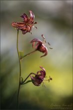 ~ Lilium martagon ~