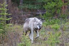 Wolf in Kanada