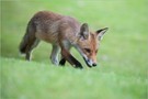 Junger Rotfuchs