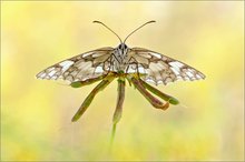 "Melanargia galathea"