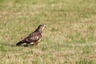 Bussard