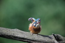 Ein neuer Eisvogel