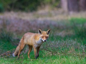 Frühjahrsfuchs