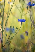 Kornblumen-Welt