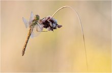 Morgentliche Heidelibelle