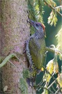 Grünspecht (Picus viridis)-juvenil