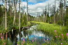 karelischer Sommer