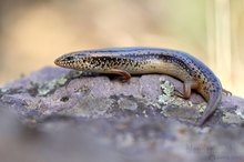 Gefleckter Walzenskink