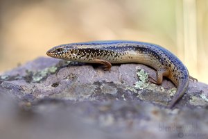 Gefleckter Walzenskink