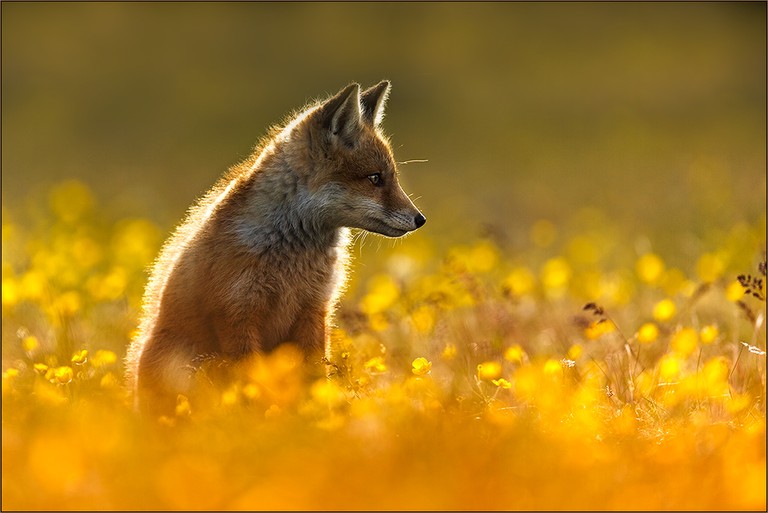 Abendsonne im Norden