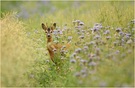 Bock in Phacelia