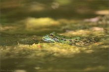 kleiner Wasser-Seefrosch II