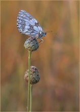 *Melanargia galathea*