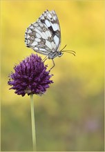 *Melanargia galathea_2*