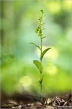 ~ Epipactis phyllanthes ~