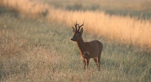 Starker Bock am Morgen