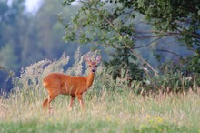 Besuch in meinem Makrorevier