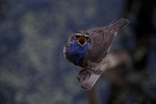 Rotsterniges Blaukehlchen