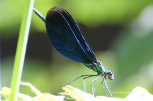 Blauflügel Prachtlibelle