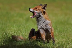 Wo sind sie denn .....