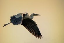 Im Flug erwischt!