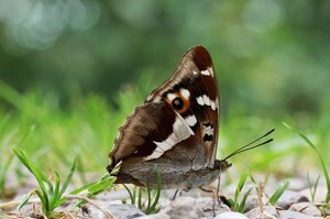 Grosser Schillerfalter, Apatura iris