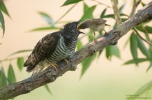 Teichrohrsänger füttert Kuckuck